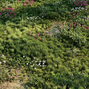 花草 草地 草坪 植物